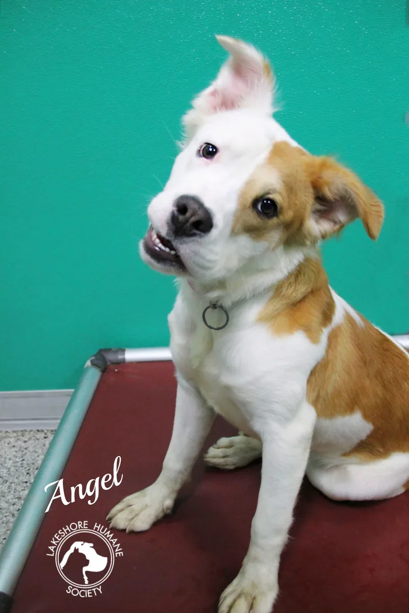 A young medium-sized female Mixed Breed dog named Angel for adoption in Dunkirk, NY