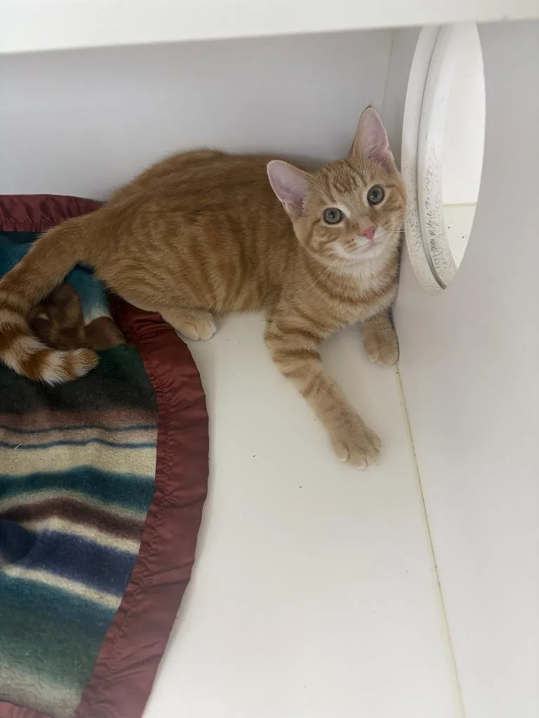 A baby small-sized male Domestic Short Hair cat named Butterscotch for adoption in Neillsville, WI