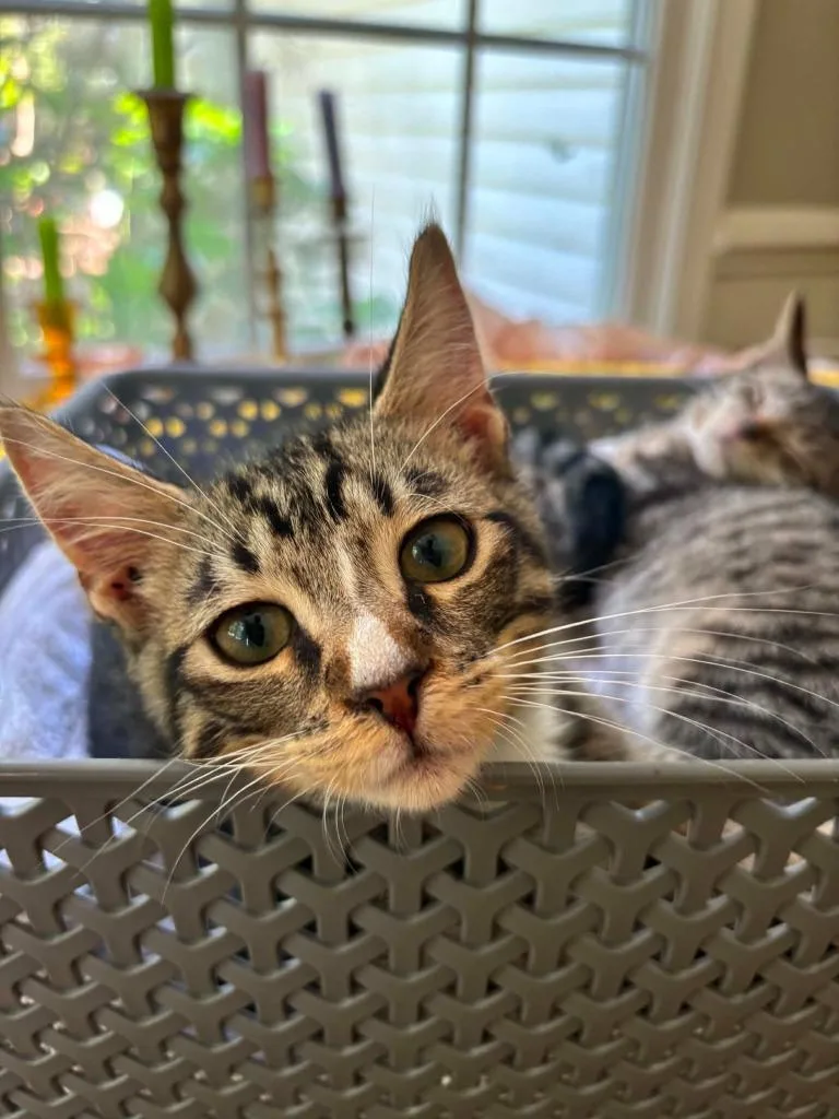 A baby small-sized male Domestic Short Hair cat named Aedion for adoption in Newnan, GA