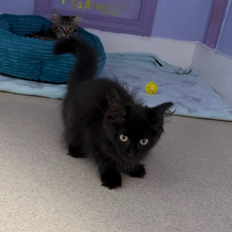 A baby medium-sized male Black Domestic Long Hair cat named Pumpernickle for adoption in Fenton, MI