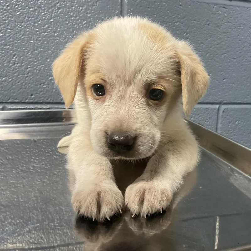 A baby small-sized female White / Cream Mixed Breed dog named Uhura for adoption in St Joseph, MO