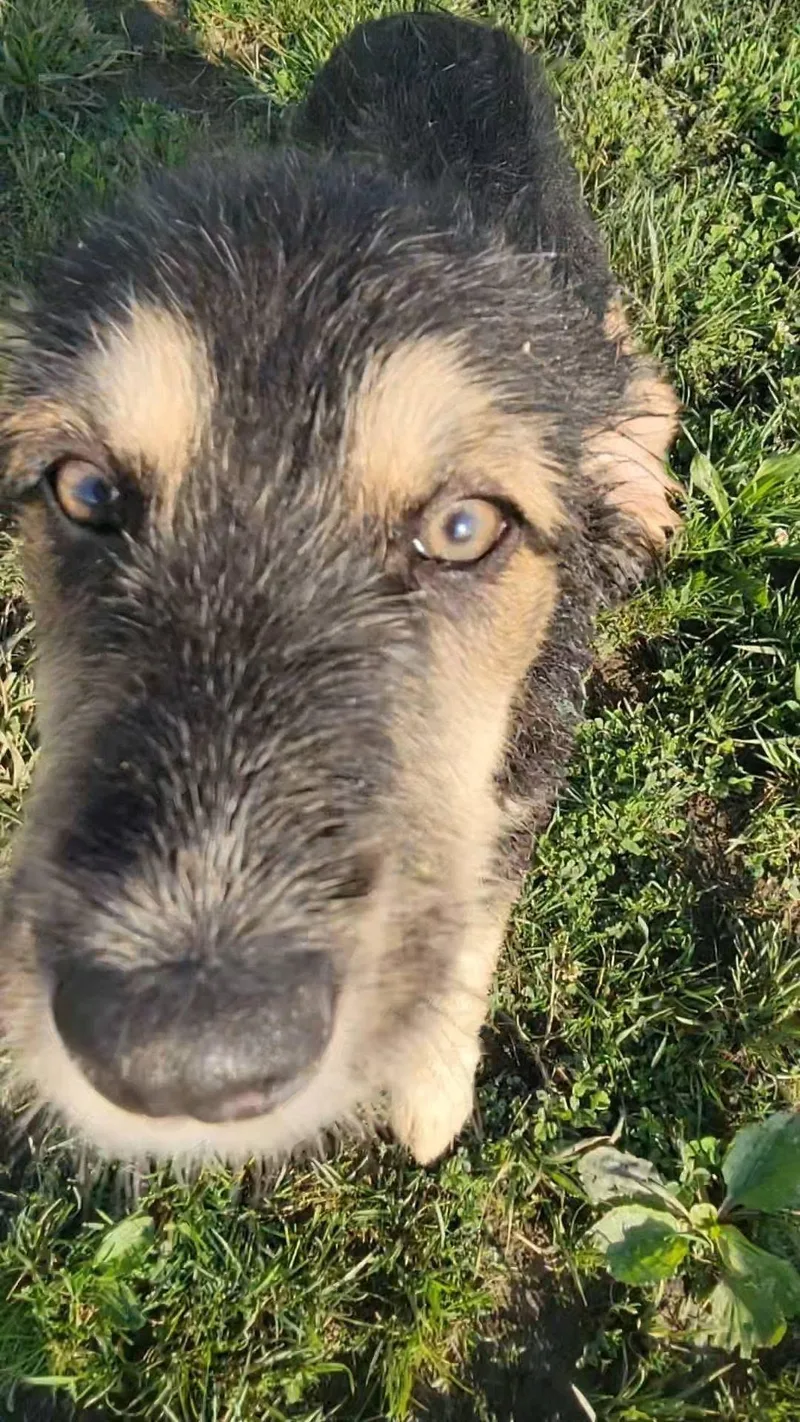 A baby medium-sized male Black German Shepherd Dog dog named Hamm for adoption in Ashland, KY