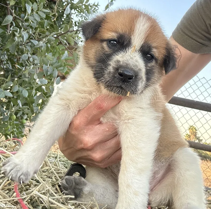 A baby large-sized male Tricolor (Brown, Black, & White) Great Pyrenees dog named Sprout for adoption in Granite Bay, CA