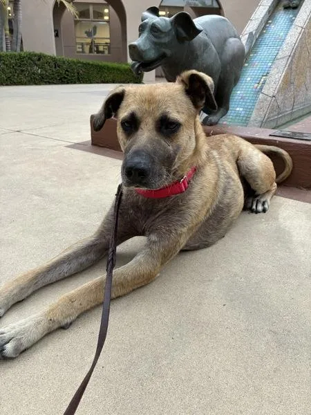An adult medium-sized male Shepherd dog named Bark Wahlberg for adoption in San Diego, CA