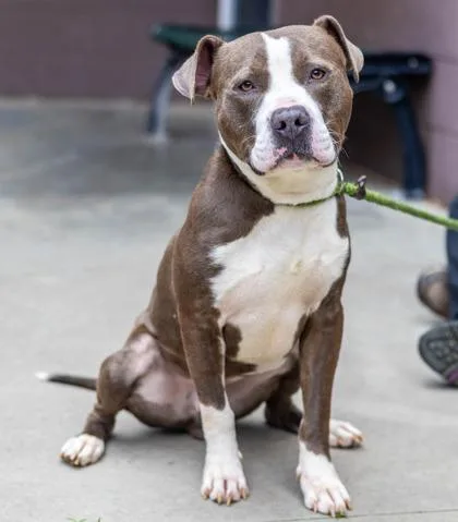 An adult large-sized male Mixed Breed dog named Crescent for adoption in Chamblee, GA