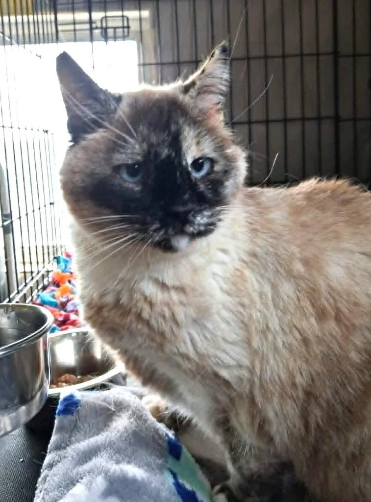 An adult medium-sized female Domestic Short Hair cat named Flip Flop for adoption in Ogden, UT