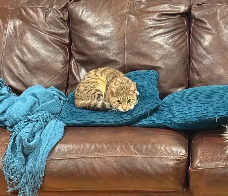 An adult medium-sized male Tabby (Brown / Chocolate) Domestic Short Hair cat named Patrick for adoption in North Babylon, NY