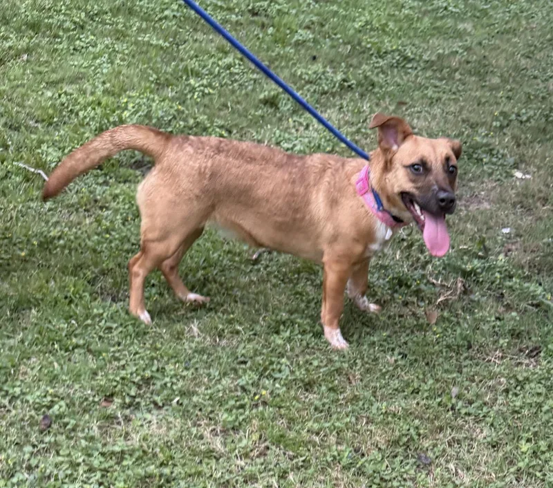 An adult small-sized female Dachshund dog named Glo for adoption in Louise, TX