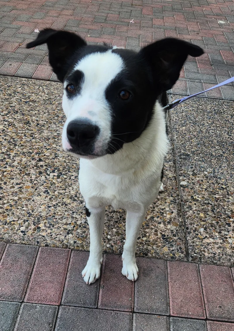 A young medium-sized female Black Border Collie dog named Lola for adoption in Las Vegas, NV