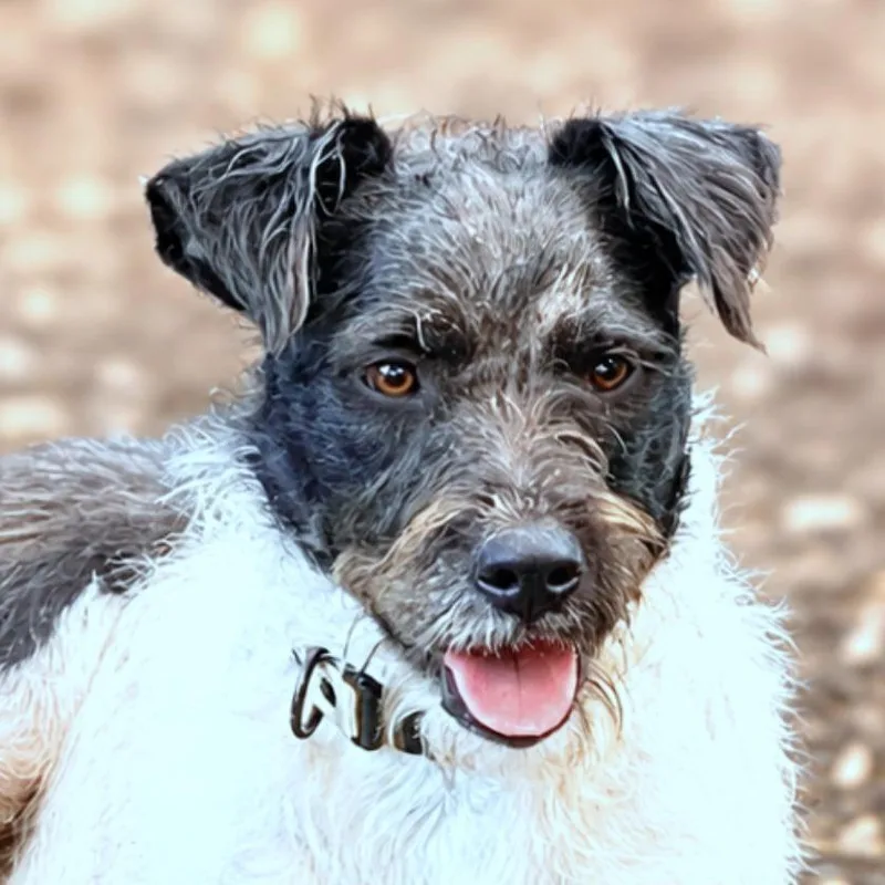 An adult small-sized male White / Cream Terrier dog named Diego for adoption in Boerne, TX