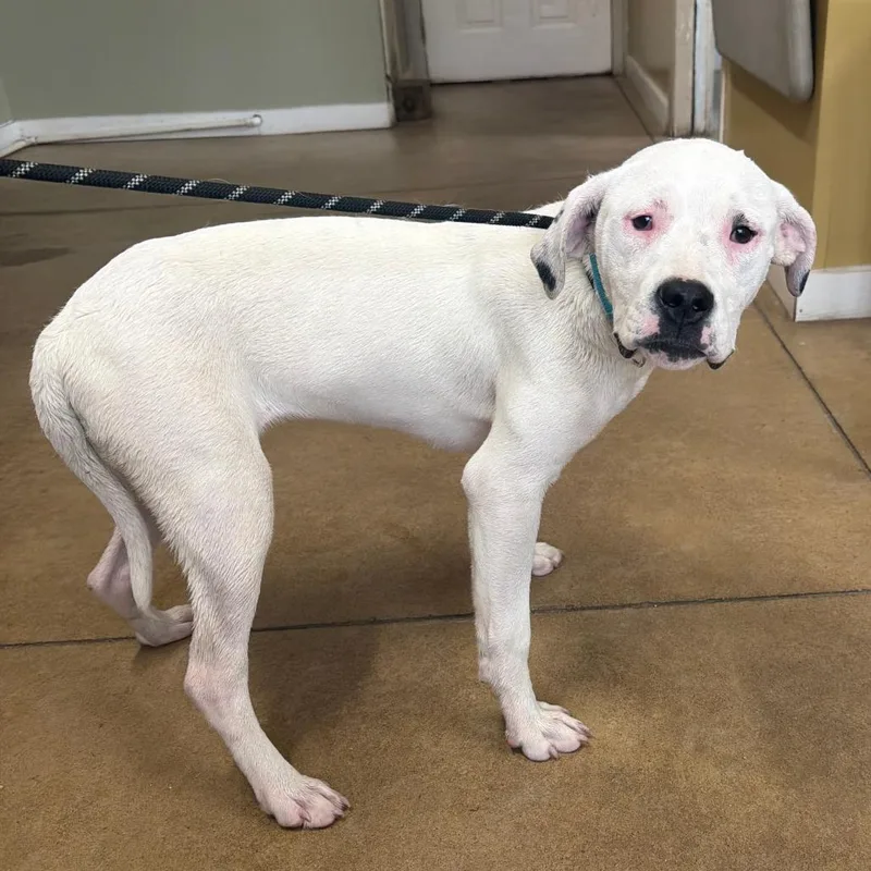 A young medium-sized female White / Cream Boxer dog named Royalty for adoption in Wadena, MN