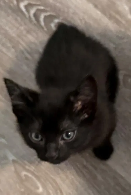 A baby medium-sized male Black American Shorthair cat named Mike for adoption in Richardson, TX