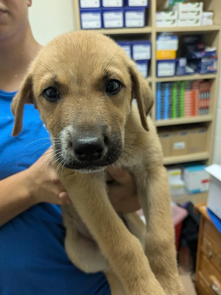 A baby large-sized male Shepherd dog named Dusty for adoption in Brownwood, TX