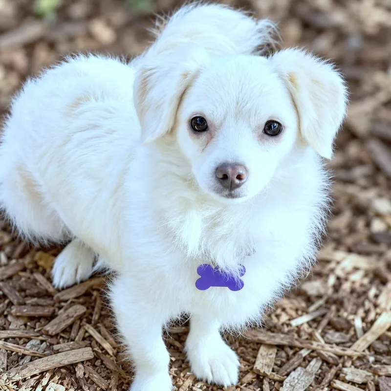An adult small-sized female White / Cream Chihuahua dog named Ricotta for adoption in Boerne, TX