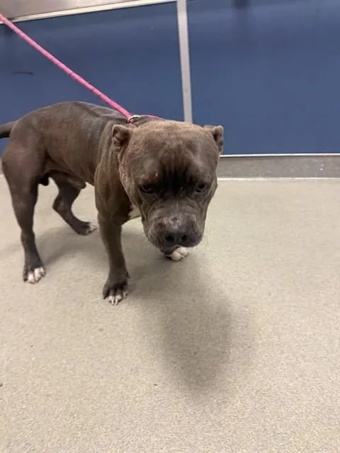 An adult medium-sized male Pit Bull Terrier dog named Rocky for adoption in Miami, FL