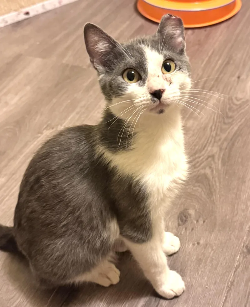 A baby small-sized male Gray & White Domestic Short Hair cat named Reef for adoption in Sedalia, MO