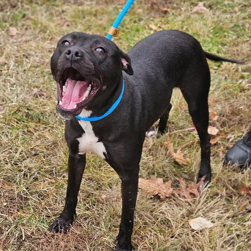 A young medium-sized female Black Pit Bull Terrier dog named Bunny for adoption in Bloomfield, CT