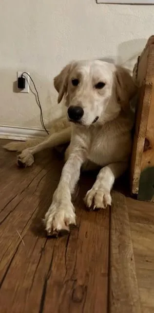 A young large-sized male Apricot / Beige Great Pyrenees dog named Bruno for adoption in Joshua, TX