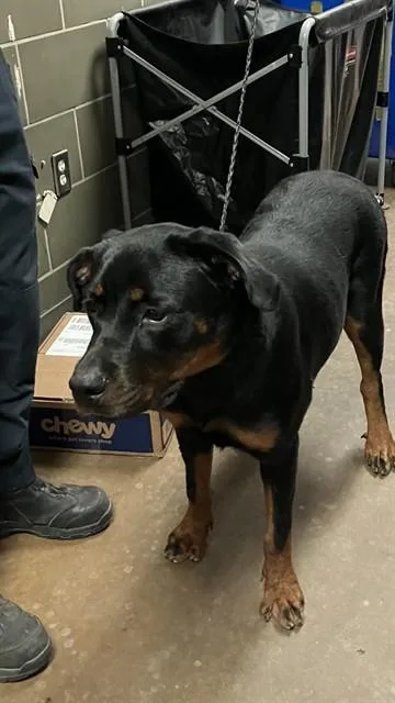 A young large-sized female Mixed Breed dog named Honey for adoption in Dallas, TX