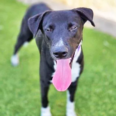 A young medium-sized female Mixed Breed dog named Isis for adoption in Galveston, TX