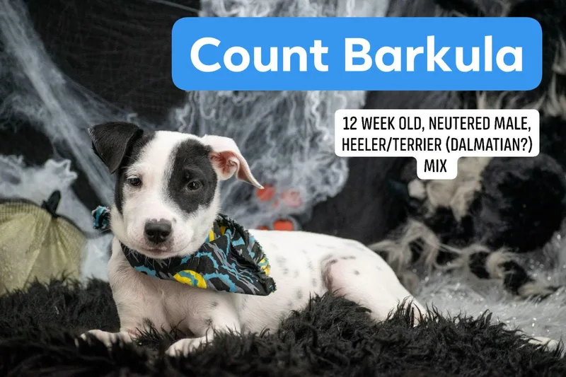 Count Barkula