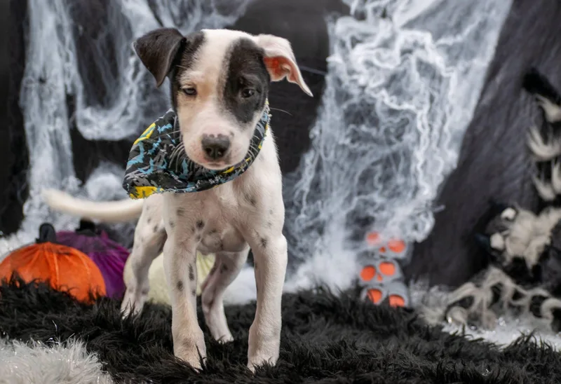 Count Barkula thumbnail 2