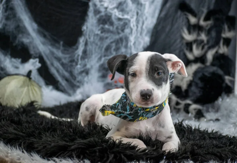 Count Barkula thumbnail 3