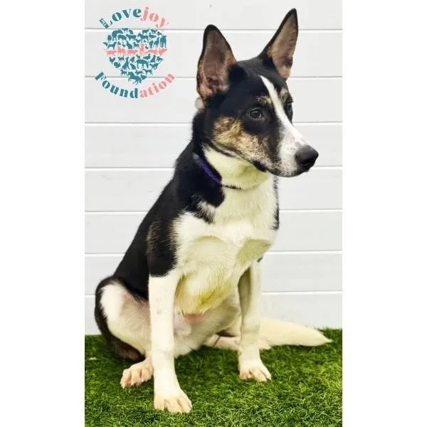 Daniel Coh thumbnail 2