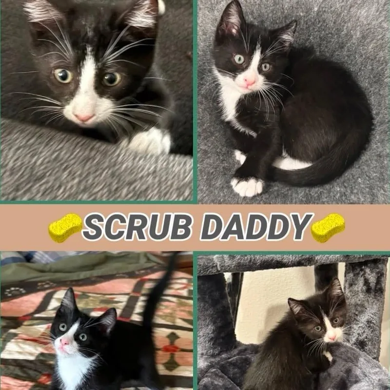 A baby small-sized male Black Domestic Short Hair cat named Scrub Daddy for adoption in Orangevale, CA