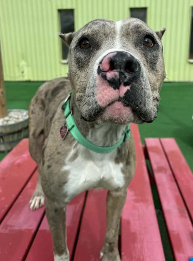 A young large-sized female Mixed Breed dog named Zelda for adoption in Warren, MI