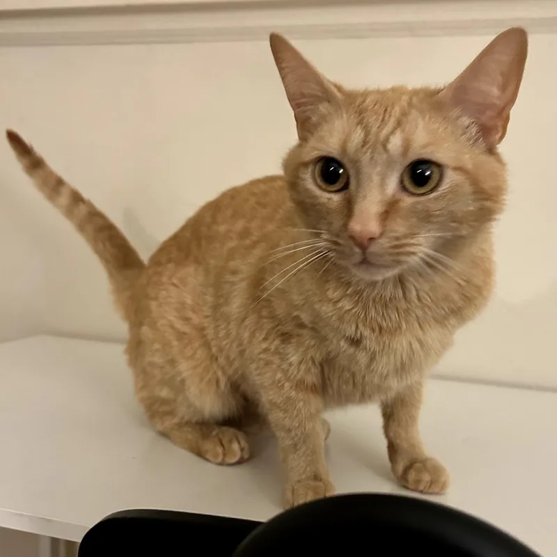 A young medium-sized female Orange / Red Domestic Short Hair cat named Chamomile for adoption in Fairfax Station, VA