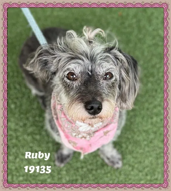 A senior small-sized female Black Poodle dog named Ruby for adoption in Marietta, GA