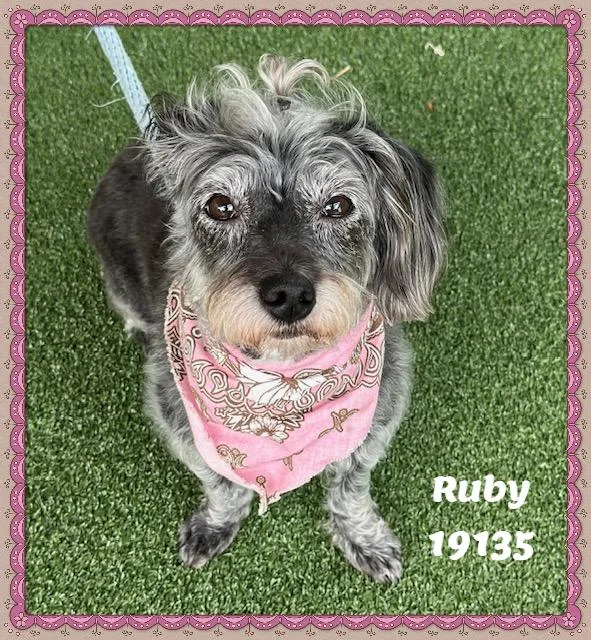 Ruby thumbnail 2