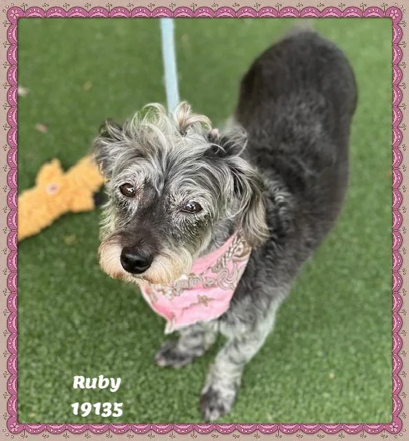 Ruby thumbnail 3