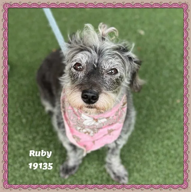 Ruby thumbnail 4