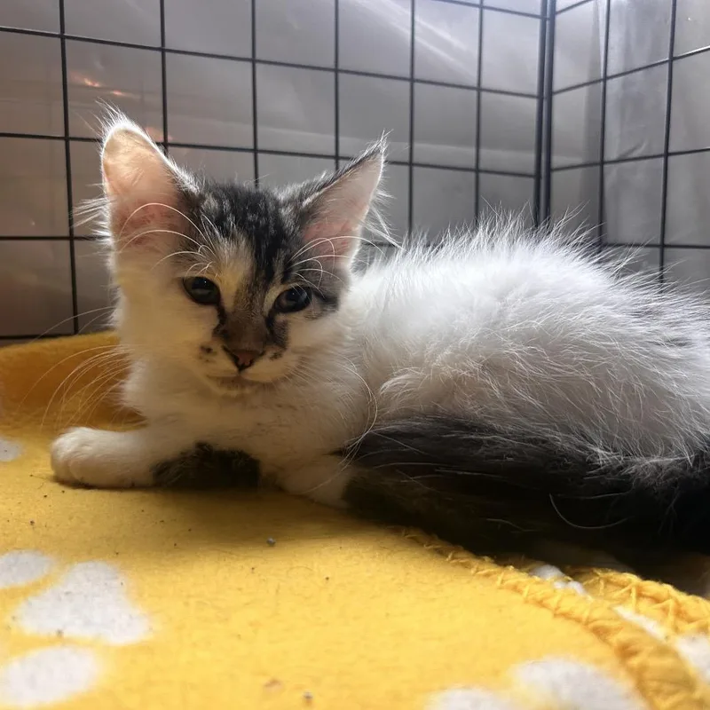 A baby small-sized male Domestic Medium Hair cat named Chicka Chicka C for adoption in Princeton, MN