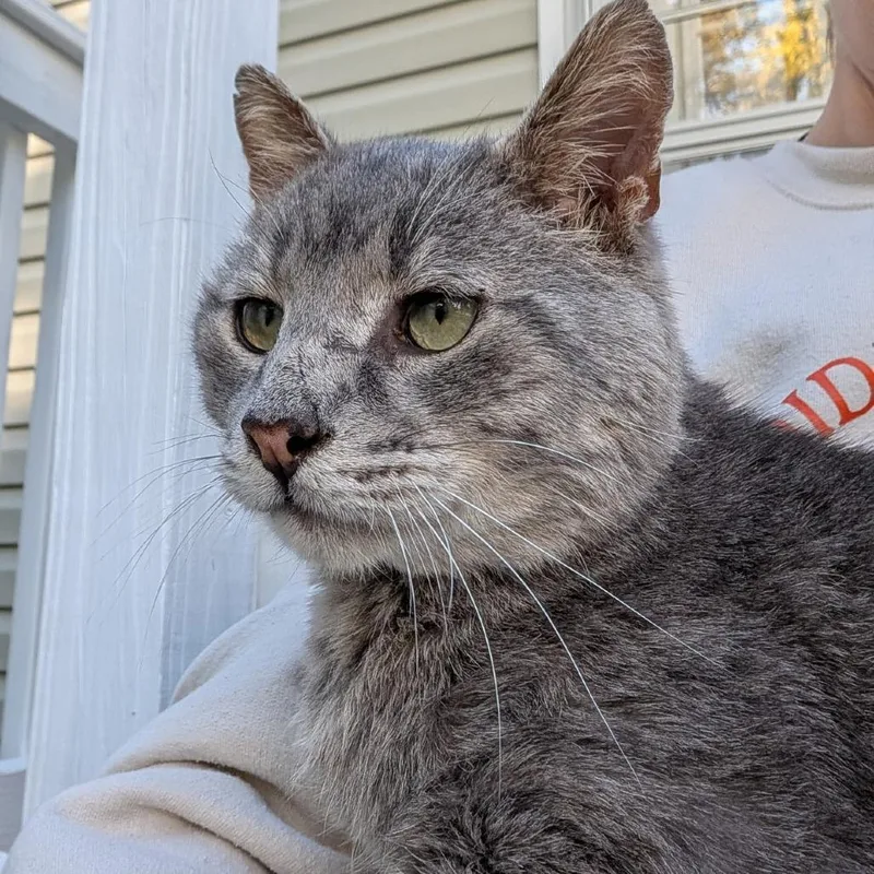 An adult small-sized male Gray / Blue / Silver Domestic Short Hair cat named Jeremy for adoption in Glenfield, NY