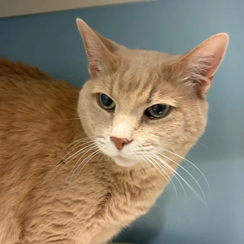 A senior large-sized female Orange / Red Domestic Short Hair cat named Jane Porter for adoption in Chattanooga, TN
