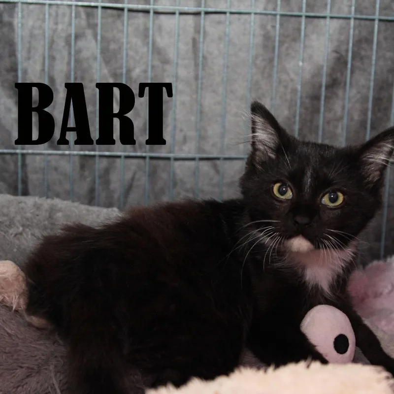 A baby small-sized male Black Domestic Short Hair cat named Bart for adoption in Mooresville, NC