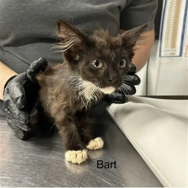 Bart thumbnail 2