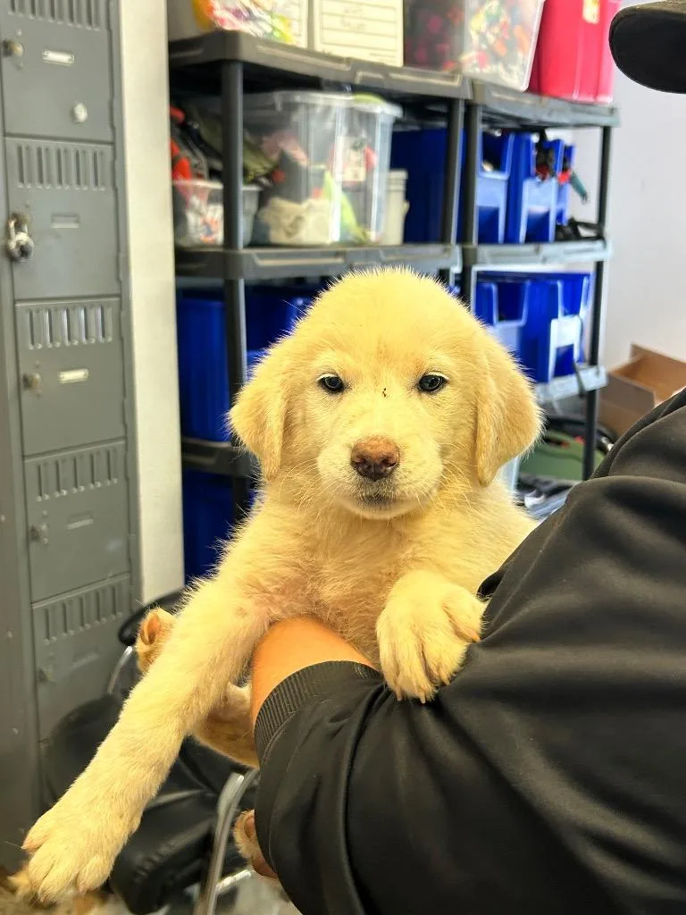 A baby small-sized female Great Pyrenees dog named Jane for adoption in Lockhart, TX