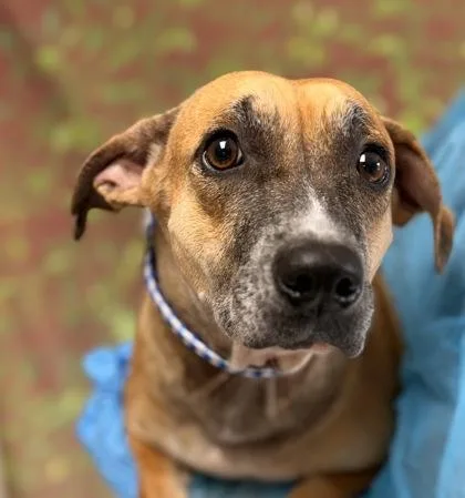 An adult large-sized female Terrier dog named Glordana for adoption in San Antonio, TX