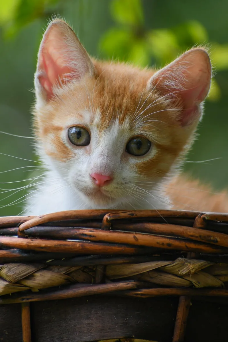 A baby small-sized male Domestic Short Hair cat named Leomar and leone for adoption in New York, NY