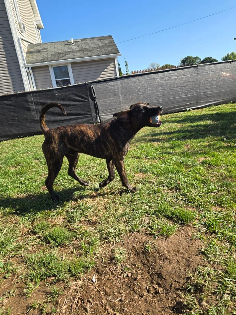 Virgo thumbnail 4