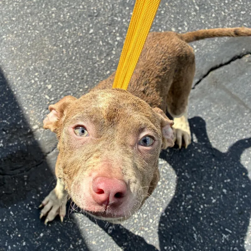 A baby medium-sized female Brown / Chocolate Pit Bull Terrier dog named Aruba for adoption in Valparaiso, IN