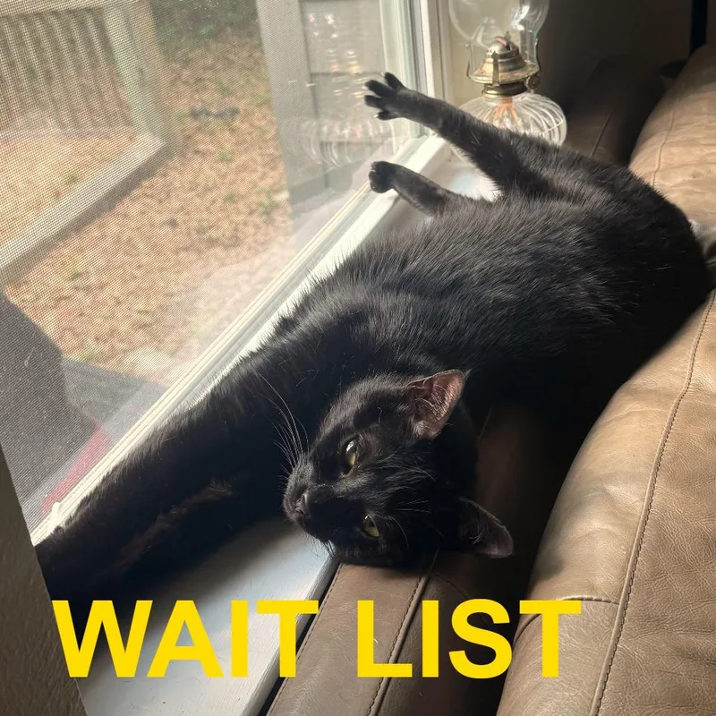 An adult small-sized female Black American Shorthair cat named Aurora for adoption in Livingston, TX