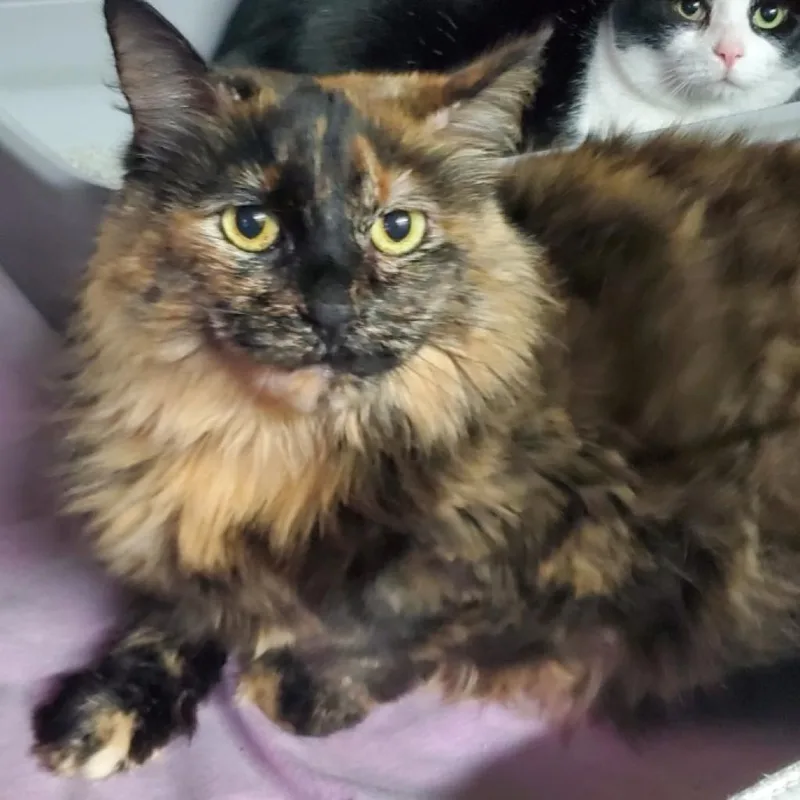 A senior small-sized female Black Domestic Long Hair cat named Purd for adoption in Stephenville, TX