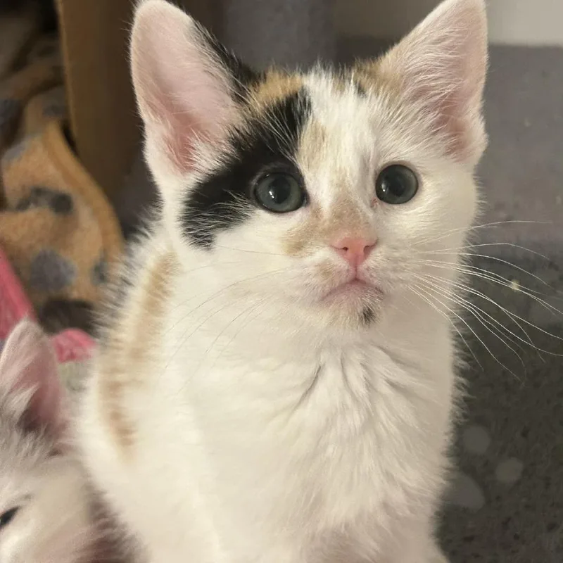 A baby small-sized female Calico Domestic Medium Hair cat named Sunkist "sunny" Lagiglia for adoption in Eagle Mountain, UT
