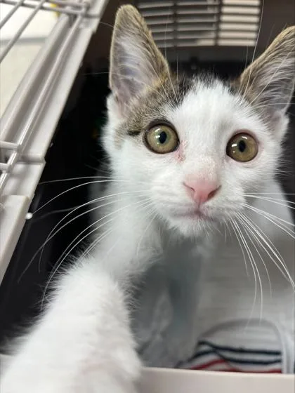 A baby small-sized male Domestic Short Hair cat named Limp Bizkit for adoption in Westland, MI