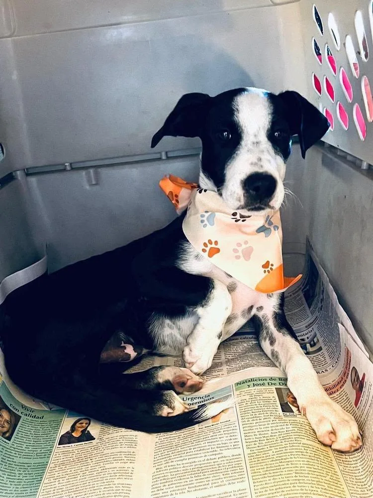 A baby medium-sized male Tricolor (Brown, Black, & White) Labrador Retriever dog named Little Panda for adoption in Valley Stream, NY